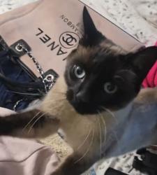 Lost Female Cat last seen She was taken by staff at the motel. They won't disclose her location., Woonona, NSW 2517