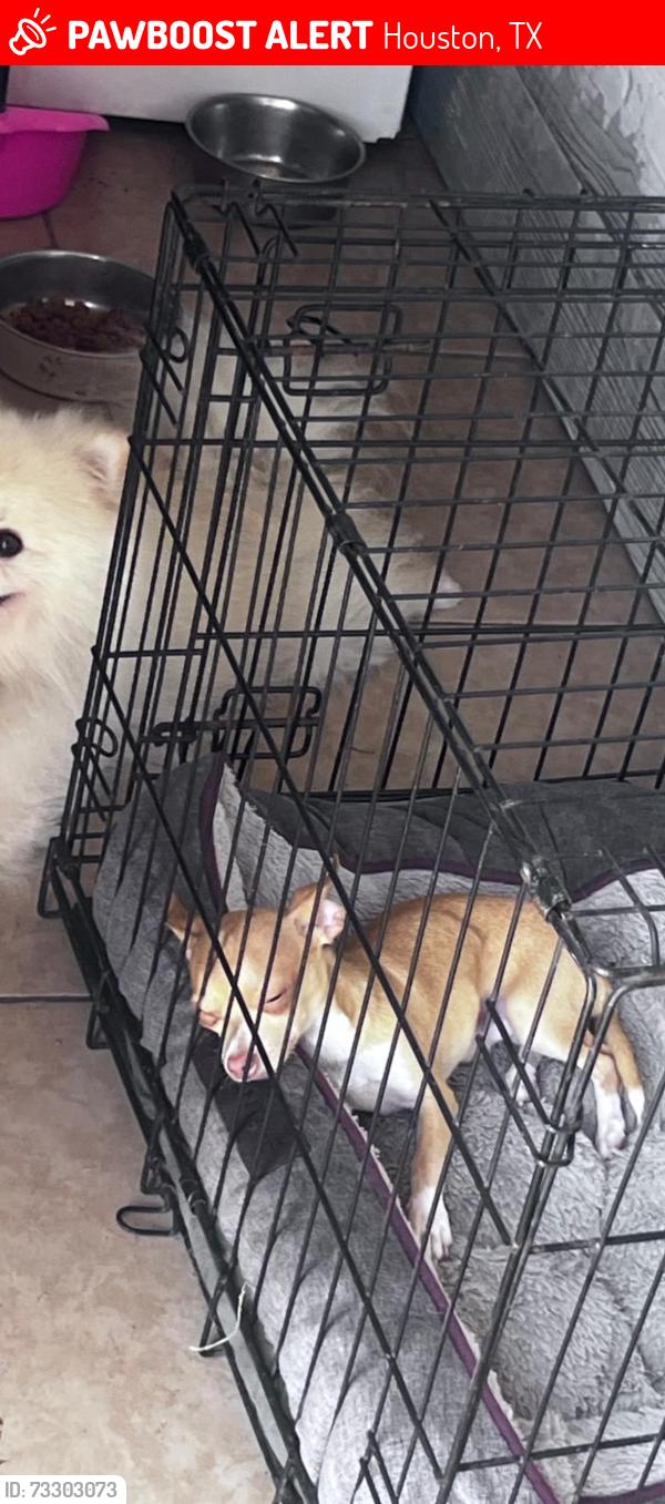 Lost Male Dog last seen new vista ln, Houston, TX 77067