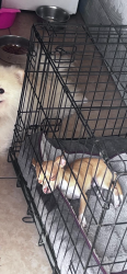 Lost Male Dog last seen new vista ln, Houston, TX 77067