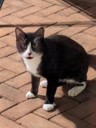 Found/Stray Unknown Cat last seen Bayberry Hills Dr Raleigh 27617, Raleigh, NC 27617