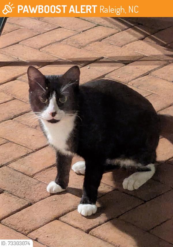 Found/Stray Unknown Cat last seen Bayberry Hills Dr Raleigh 27617, Raleigh, NC 27617