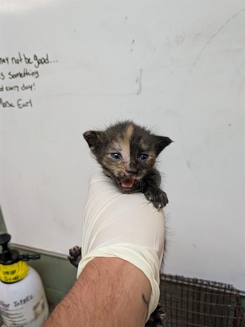 Shelter Stray Female Cat last seen , 2020 Forest St, Jacksonville, FL 32204, USA