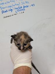 Shelter Stray Female Cat last seen , 2020 Forest St, Jacksonville, FL 32204, USA