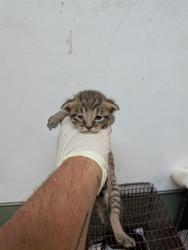 Shelter Stray Female Cat last seen , 2020 Forest St, Jacksonville, FL 32204, USA
