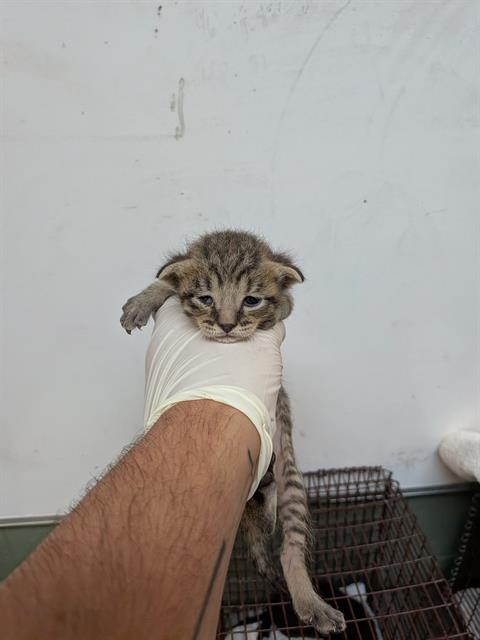 Shelter Stray Female Cat last seen , 2020 Forest St, Jacksonville, FL 32204, USA