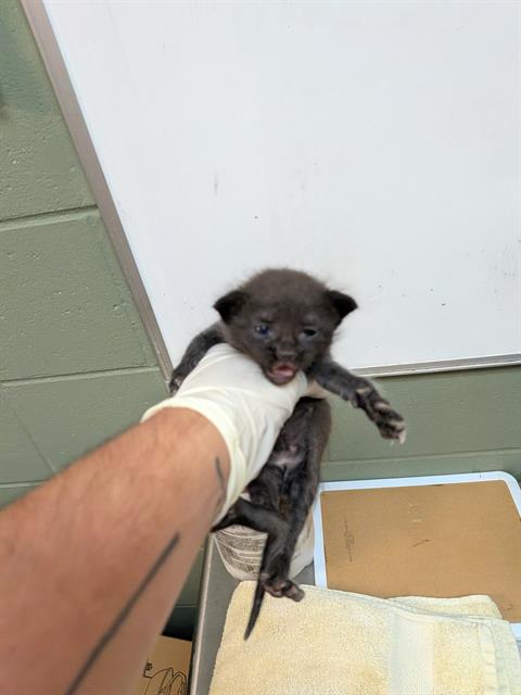 Shelter Stray Male Cat last seen , 2020 Forest St, Jacksonville, FL 32204, USA