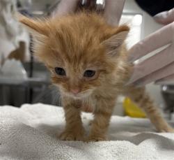 Shelter Stray Female Cat last seen , West Valley Animal Shelter, 20655 Plummer St, Chatsworth, CA 91311, USA