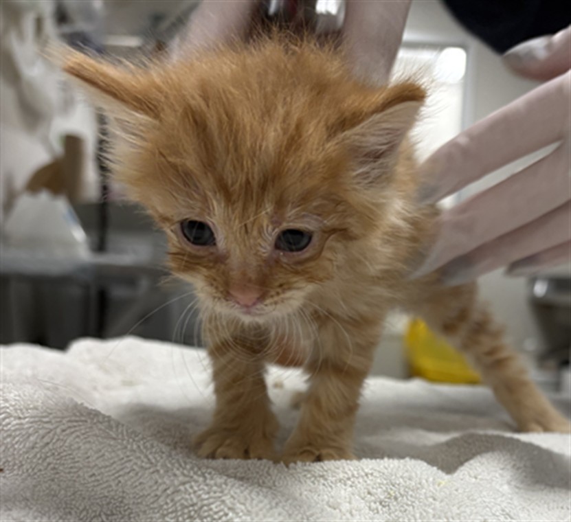 Shelter Stray Female Cat last seen , West Valley Animal Shelter, 20655 Plummer St, Chatsworth, CA 91311, USA