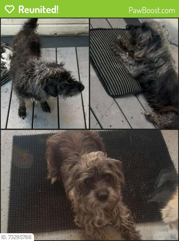 Reunited Female Dog last seen milkyway street, Killeen, TX 76542