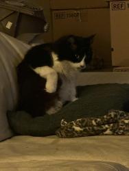 Lost Female Cat last seen I avocado Avenue and Lexington, El Cajon, CA 92020