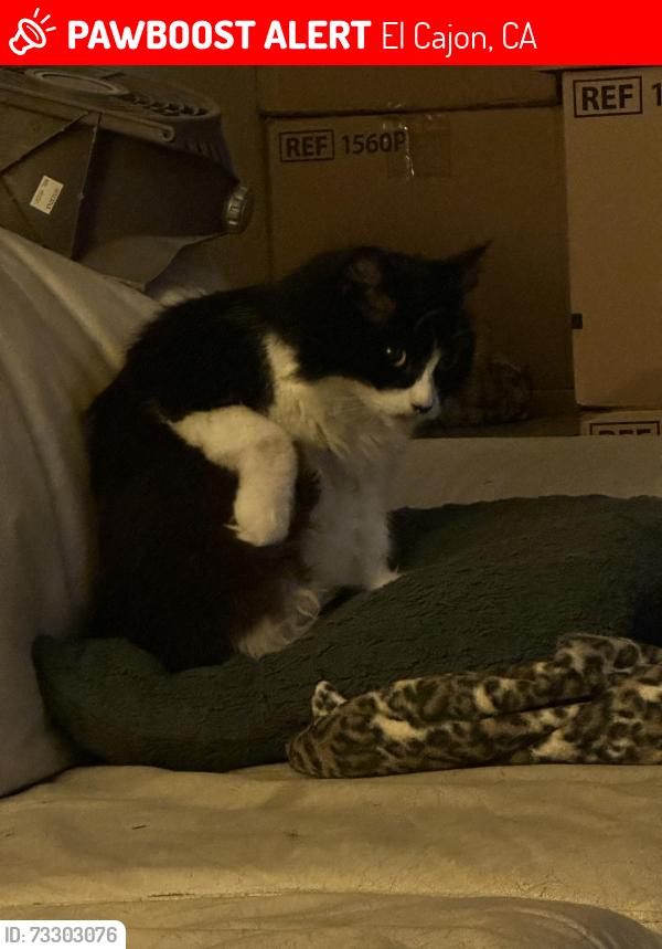 Lost Female Cat last seen I avocado Avenue and Lexington, El Cajon, CA 92020