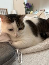 Lost Female Cat last seen On top of HEB, Houston, TX 77007