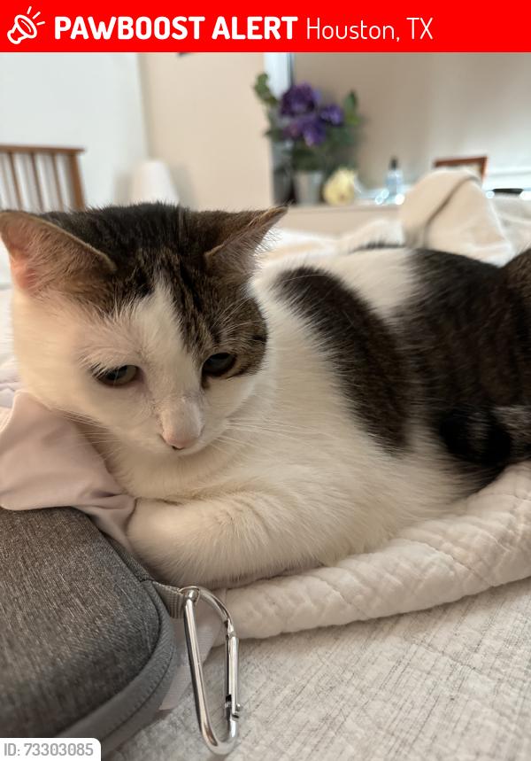 Lost Female Cat last seen On top of HEB, Houston, TX 77007