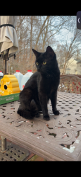 Reunited Female Cat last seen Fincastle Drive, Manassas, VA 20112