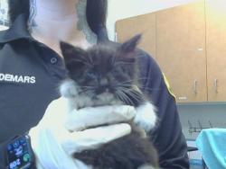 Shelter Stray Female Cat last seen FLORIN RD/FRANKLIN BLVD, 95823, 3839 Bradshaw Rd, Sacramento, CA 95827, USA