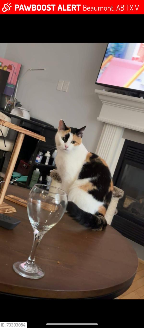 Lost Female Cat last seen By Eaglemont church, Beaumont, AB T4X 1V4