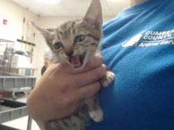 Shelter Stray Male Cat last seen Near OWEN DR, FAYETTEVILLE NC 28304, 4704 Corporation Dr, Fayetteville, NC 28306, USA