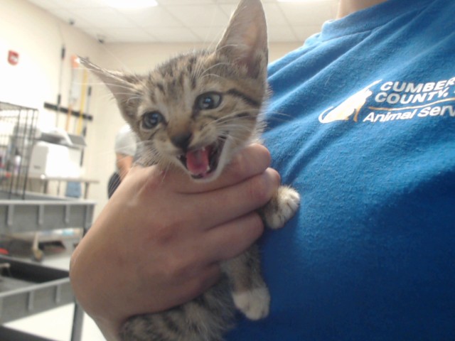 Shelter Stray Male Cat last seen Near OWEN DR, FAYETTEVILLE NC 28304, 4704 Corporation Dr, Fayetteville, NC 28306, USA