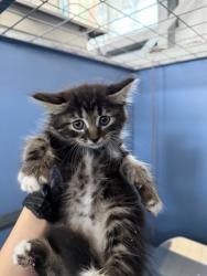 Shelter Stray Female Cat last seen 9TH AND WATERMAN, 333 Chandler Pl, San Bernardino, CA 92408, USA