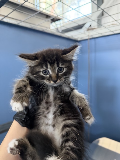 Shelter Stray Female Cat last seen 9TH AND WATERMAN, 333 Chandler Pl, San Bernardino, CA 92408, USA