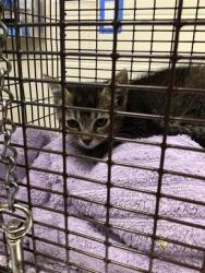 Shelter Stray Female Cat last seen 88TH AVE / WASHINGTON ST, 12155 Park Blvd, Brighton, CO 80601, USA