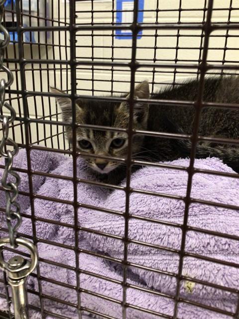 Shelter Stray Female Cat last seen 88TH AVE / WASHINGTON ST, 12155 Park Blvd, Brighton, CO 80601, USA