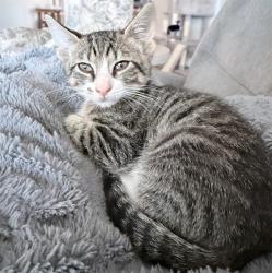 Shelter Stray Male Cat last seen Near BLOCK STONE WALL, 4710 TX-151, San Antonio, TX 78227, USA