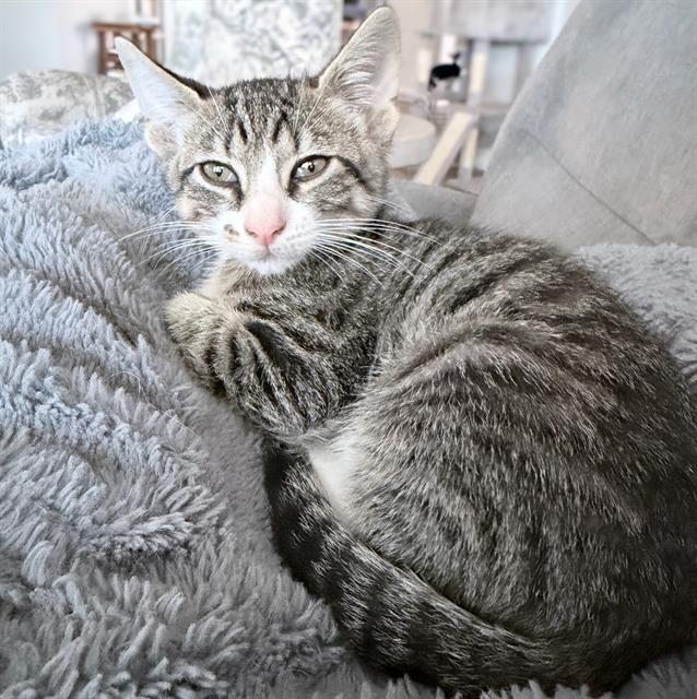 Shelter Stray Male Cat last seen Near BLOCK STONE WALL, 4710 TX-151, San Antonio, TX 78227, USA