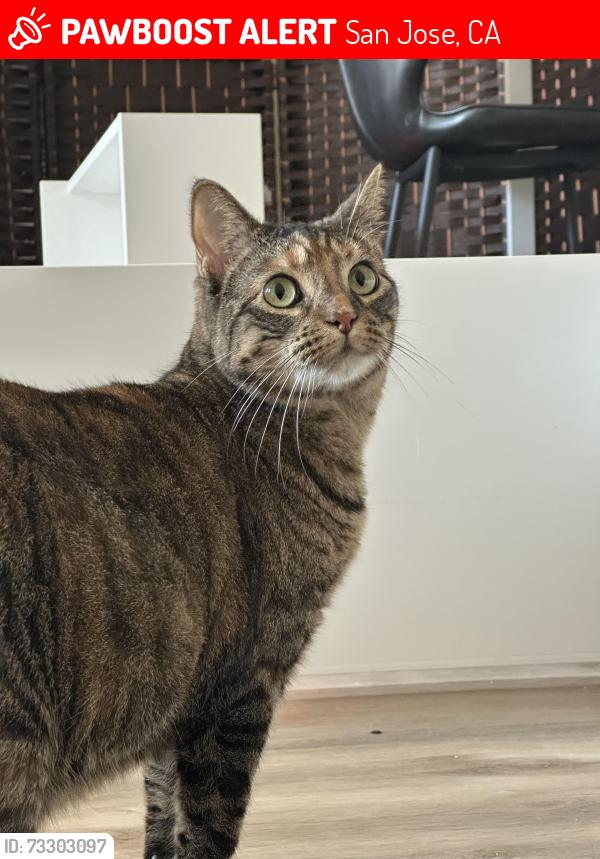 Lost Female Cat last seen Near foxchase drive, San Jose, CA 95123