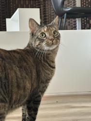 Lost Female Cat last seen Near foxchase drive, San Jose, CA 95123