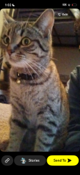 Lost Female Cat last seen Pichler lane, Saskatoon, SK S7V 0A7