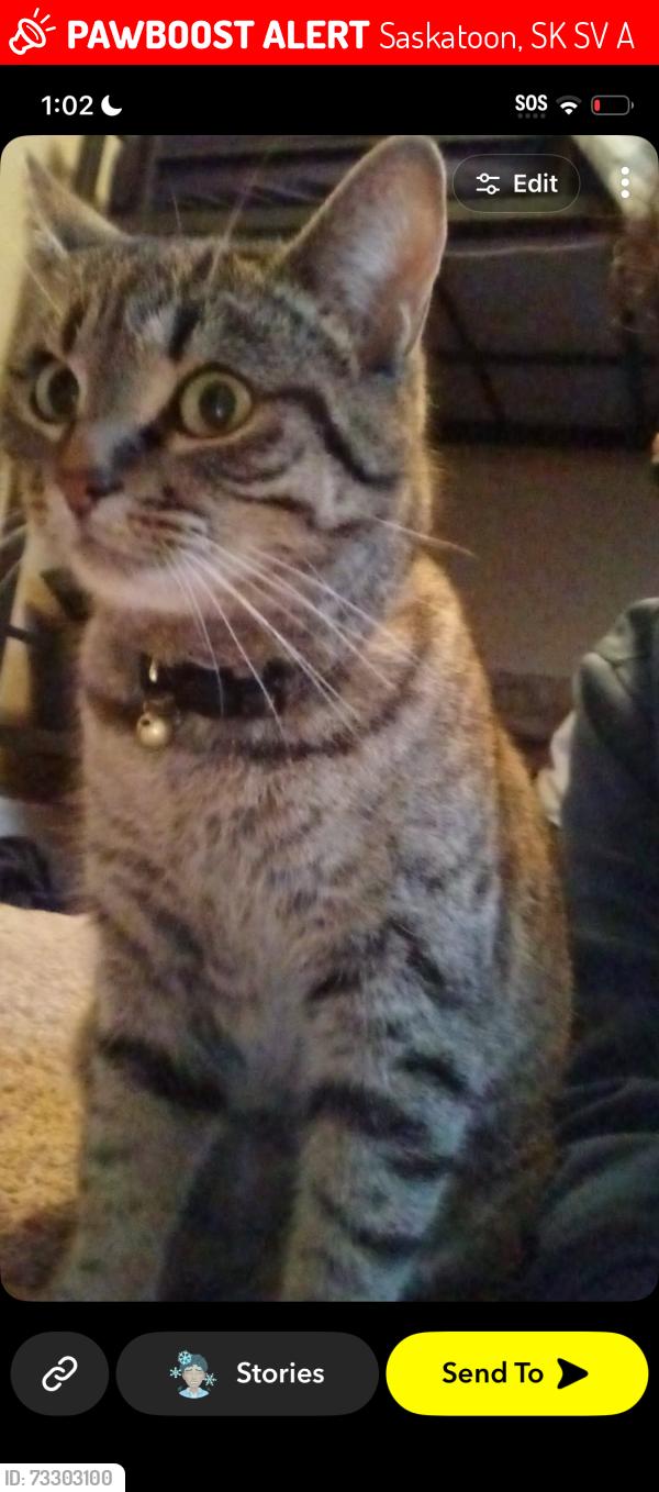 Lost Female Cat last seen Pichler lane, Saskatoon, SK S7V 0A7
