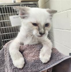 Shelter Stray Female Cat last seen Near BLOCK SIRINGO RD SANTA FE NM 87507, 100 Caja Del Rio Rd, Santa Fe, NM 87507, USA