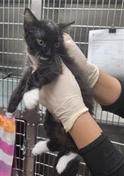 Shelter Stray Male Cat last seen Near BLOCK SIRINGO RD SANTA FE NM 87507, 100 Caja Del Rio Rd, Santa Fe, NM 87507, USA