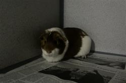 Shelter Stray Female Other last seen , 216 W Victoria St, Gardena, CA 90248, USA