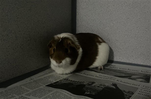 Shelter Stray Female Other last seen , 216 W Victoria St, Gardena, CA 90248, USA