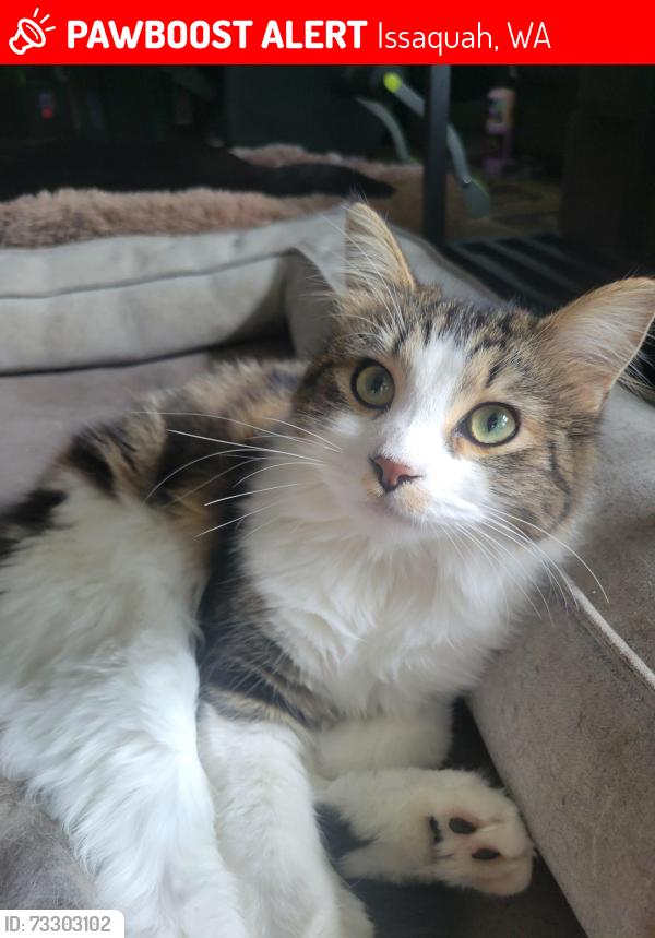 Lost Female Cat last seen Summerwalk apmts, Issaquah, WA 98029