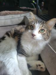 Lost Female Cat last seen Summerwalk apmts, Issaquah, WA 98029