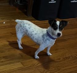 Reunited Female Dog last seen Richland, Baton Rouge, LA 70806