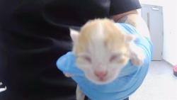 Shelter Stray Male Cat last seen CHARLOTTE, 8315 Byrum Dr, Charlotte, NC 28217, USA