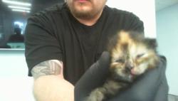Shelter Stray Female Cat last seen CHARLOTTE, 8315 Byrum Dr, Charlotte, NC 28217, USA