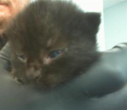 Shelter Stray Female Cat last seen CHARLOTTE, 8315 Byrum Dr, Charlotte, NC 28217, USA