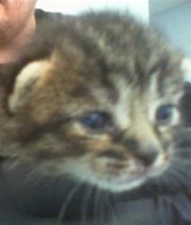 Shelter Stray Female Cat last seen CHARLOTTE, 8315 Byrum Dr, Charlotte, NC 28217, USA