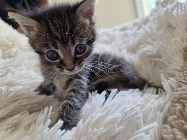 Shelter Stray Female Cat last seen CHARLOTTE, 8315 Byrum Dr, Charlotte, NC 28217, USA