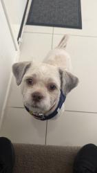 Reunited Male Dog last seen Kianawah Rd, Ropley rd, Wynnum West, QLD 4178