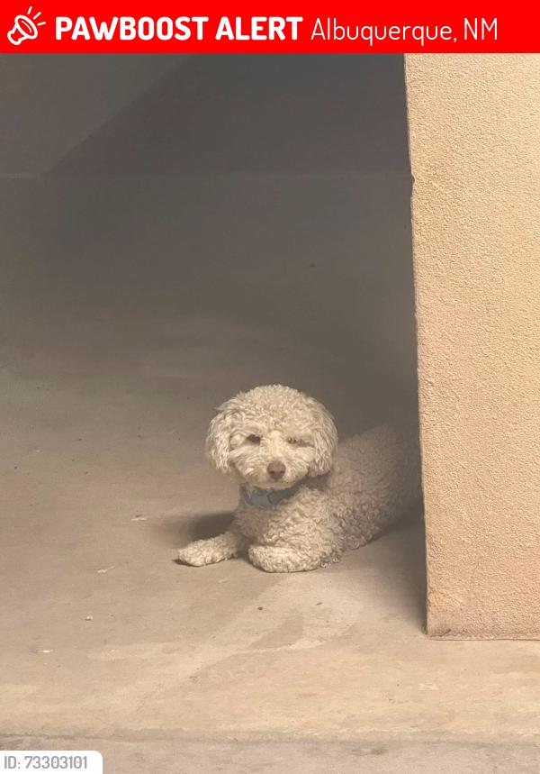 Lost Male Dog last seen Gibson blvd sw and unser blvd sw, Albuquerque, NM 87121