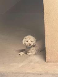 Lost Male Dog last seen Gibson blvd sw and unser blvd sw, Albuquerque, NM 87121