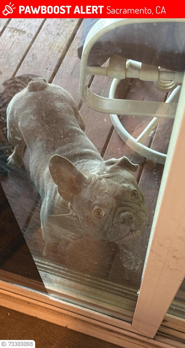 Lost Male Dog last seen It’s new naighboor idk any places here, Sacramento, CA 95828