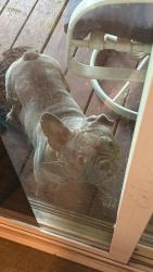 Lost Male Dog last seen It’s new naighboor idk any places here, Sacramento, CA 95828