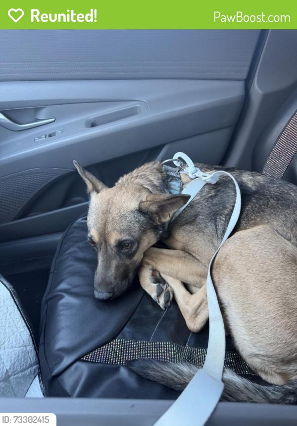 Reunited Female Dog last seen Near S Durango Dr, Las Vegas, NV 89117, USA, Las Vegas, NV 89117